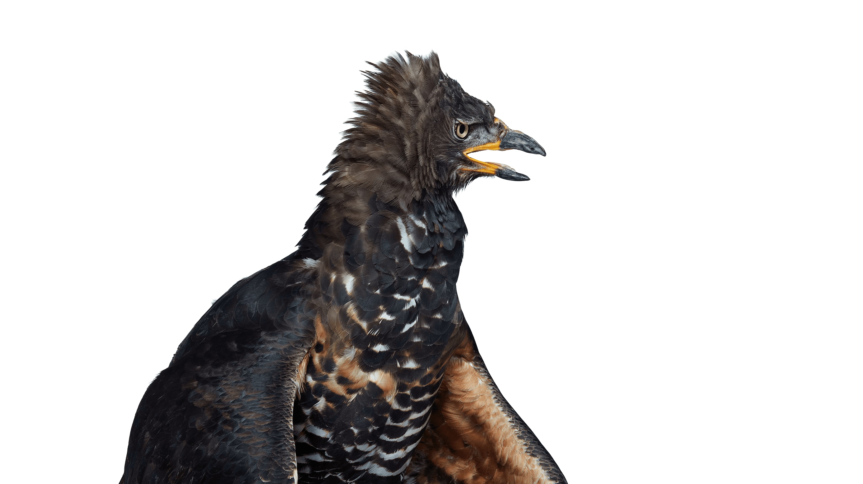 Andrew Zuckerman - Bird - 21