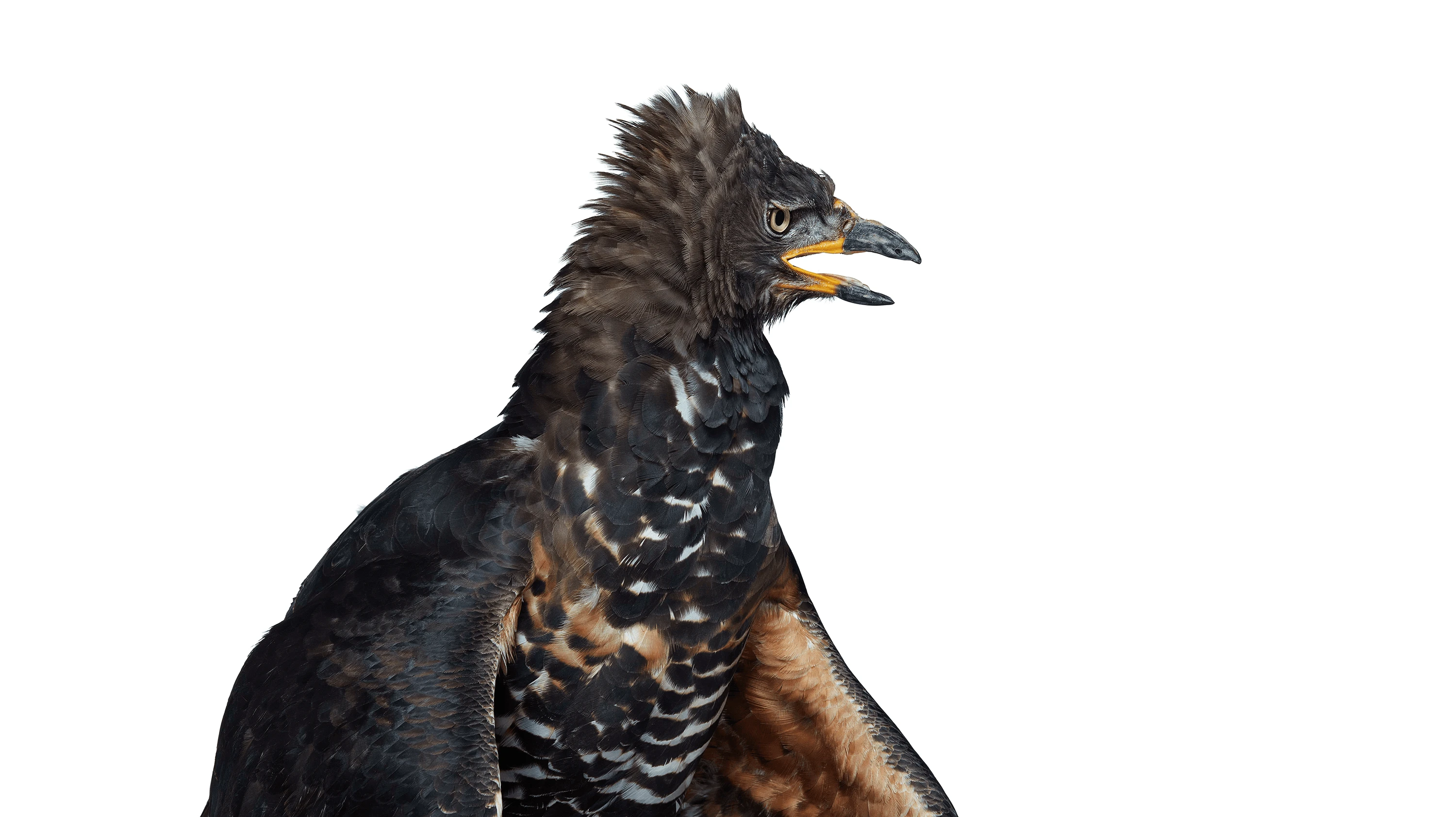 Andrew Zuckerman - Bird - 21