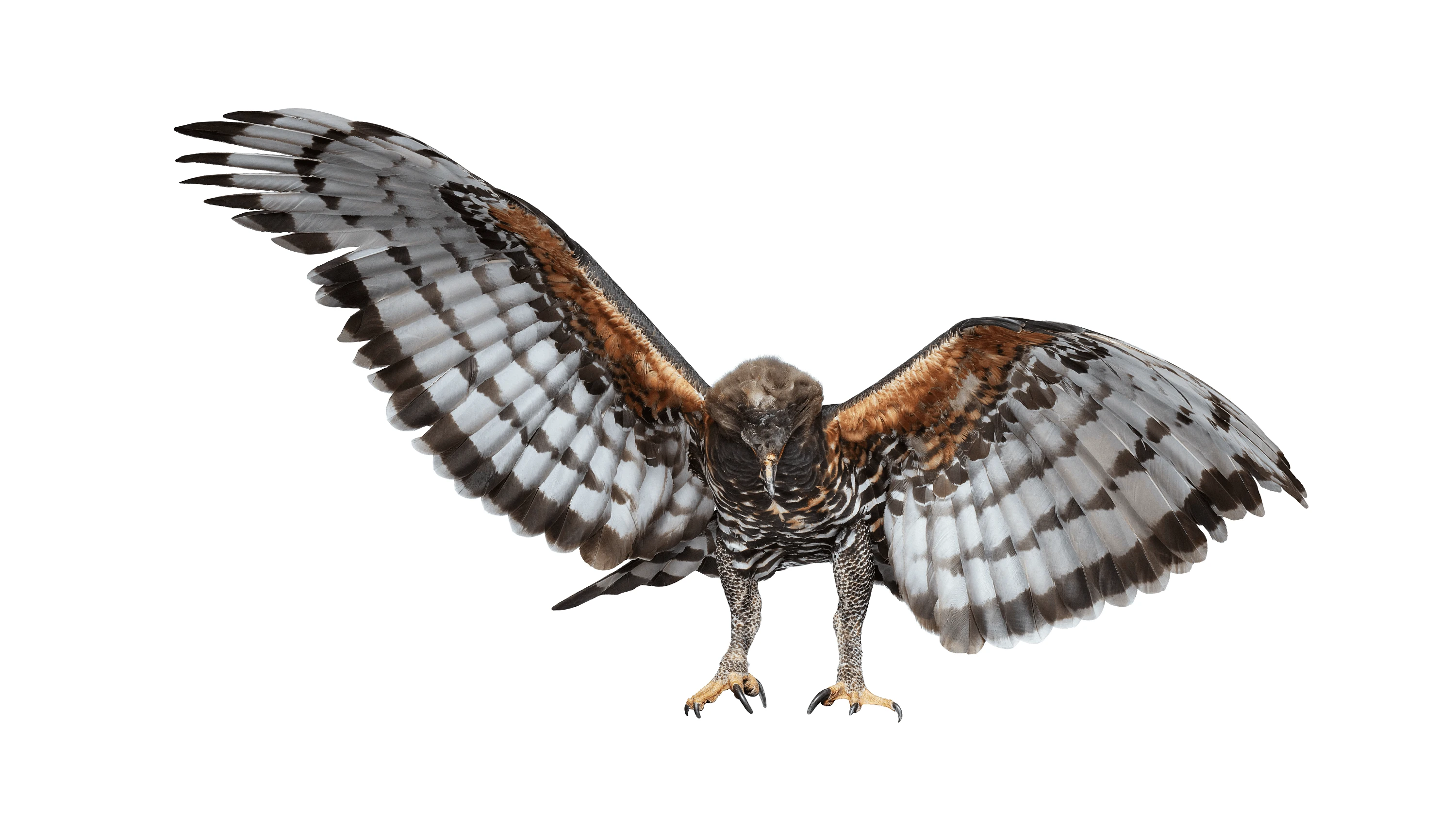 Andrew Zuckerman - Bird - 23