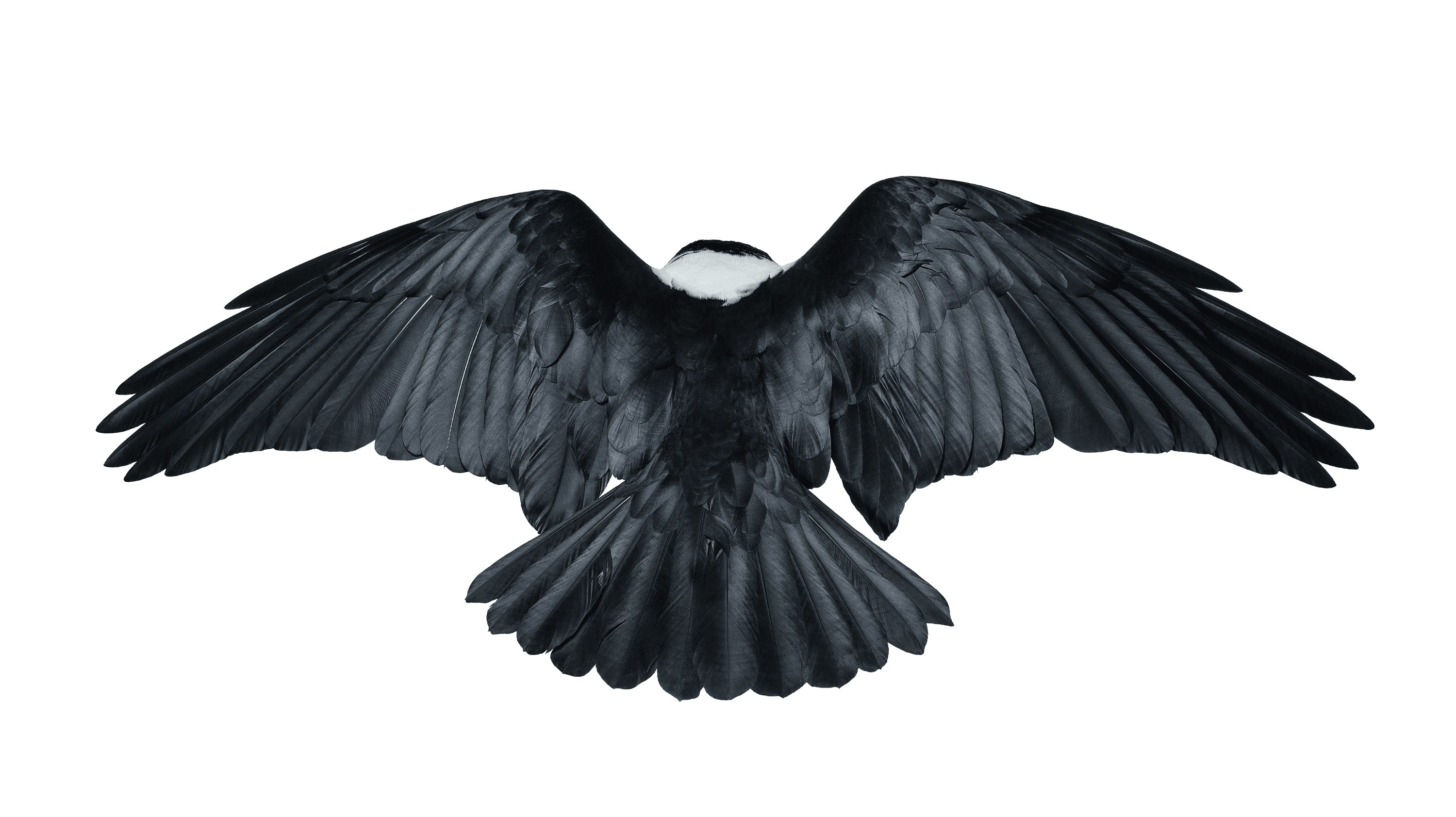 Andrew Zuckerman - Bird - 22