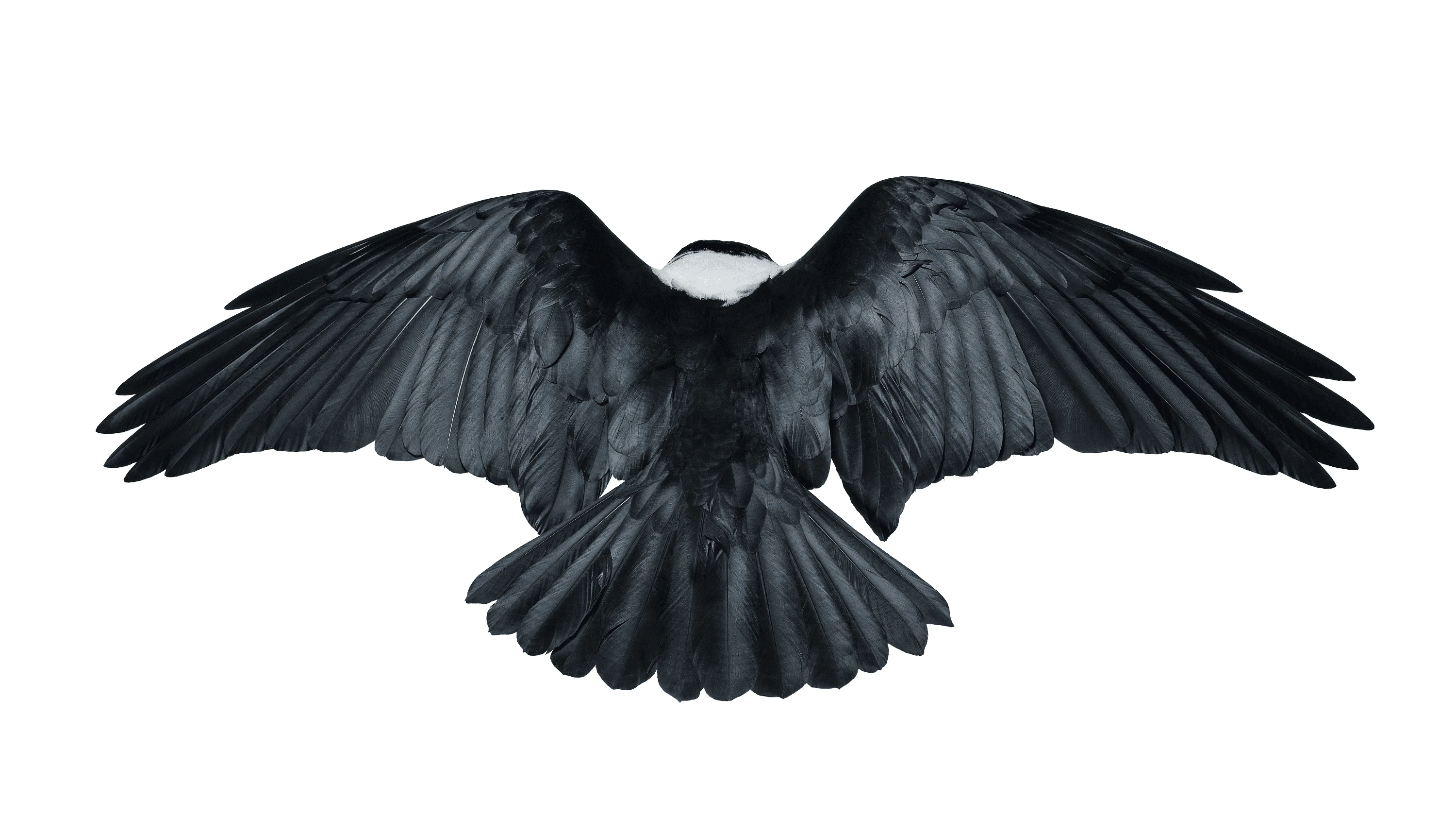 Andrew Zuckerman - Bird - 22