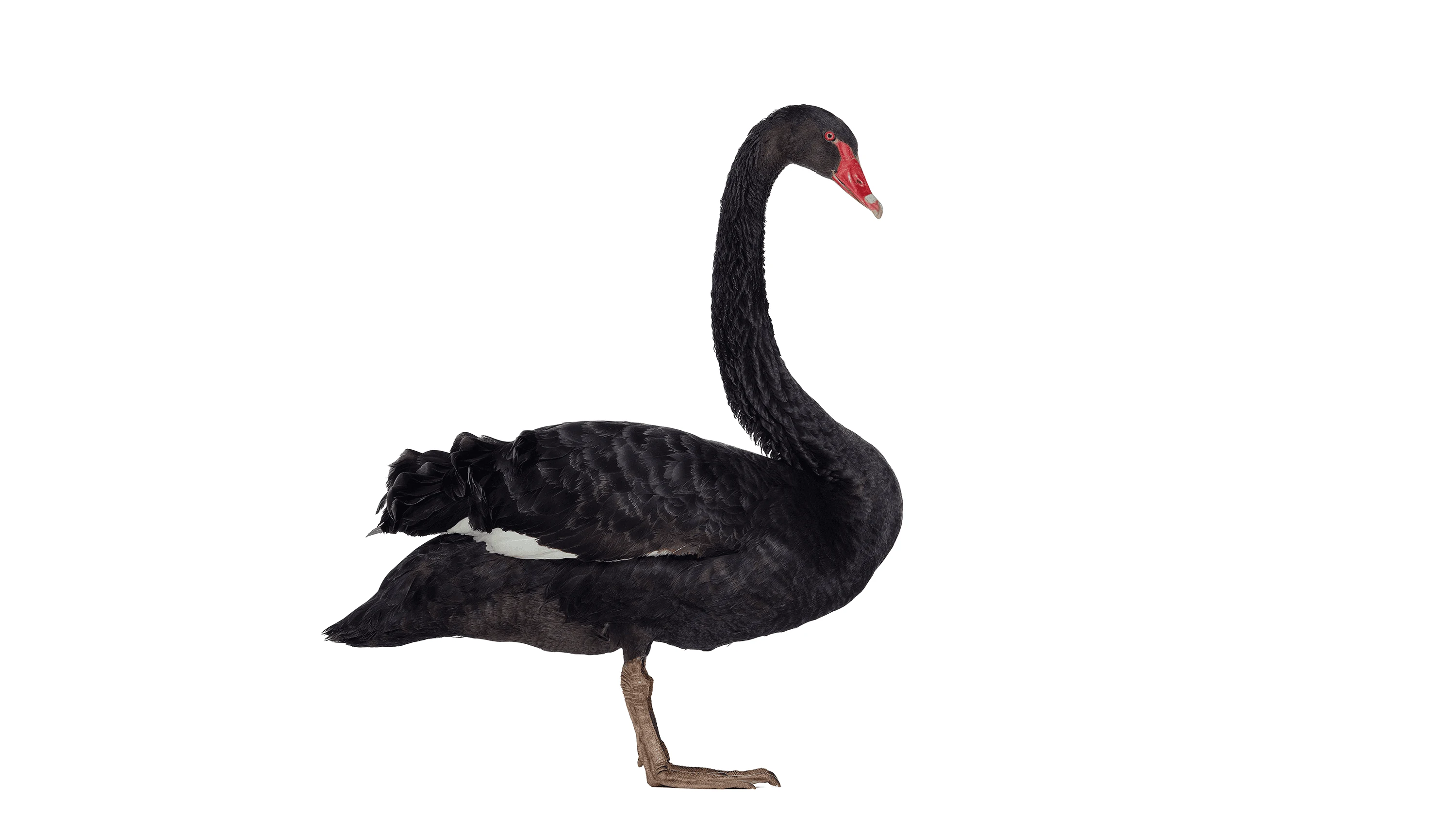 Andrew Zuckerman - Bird - 24