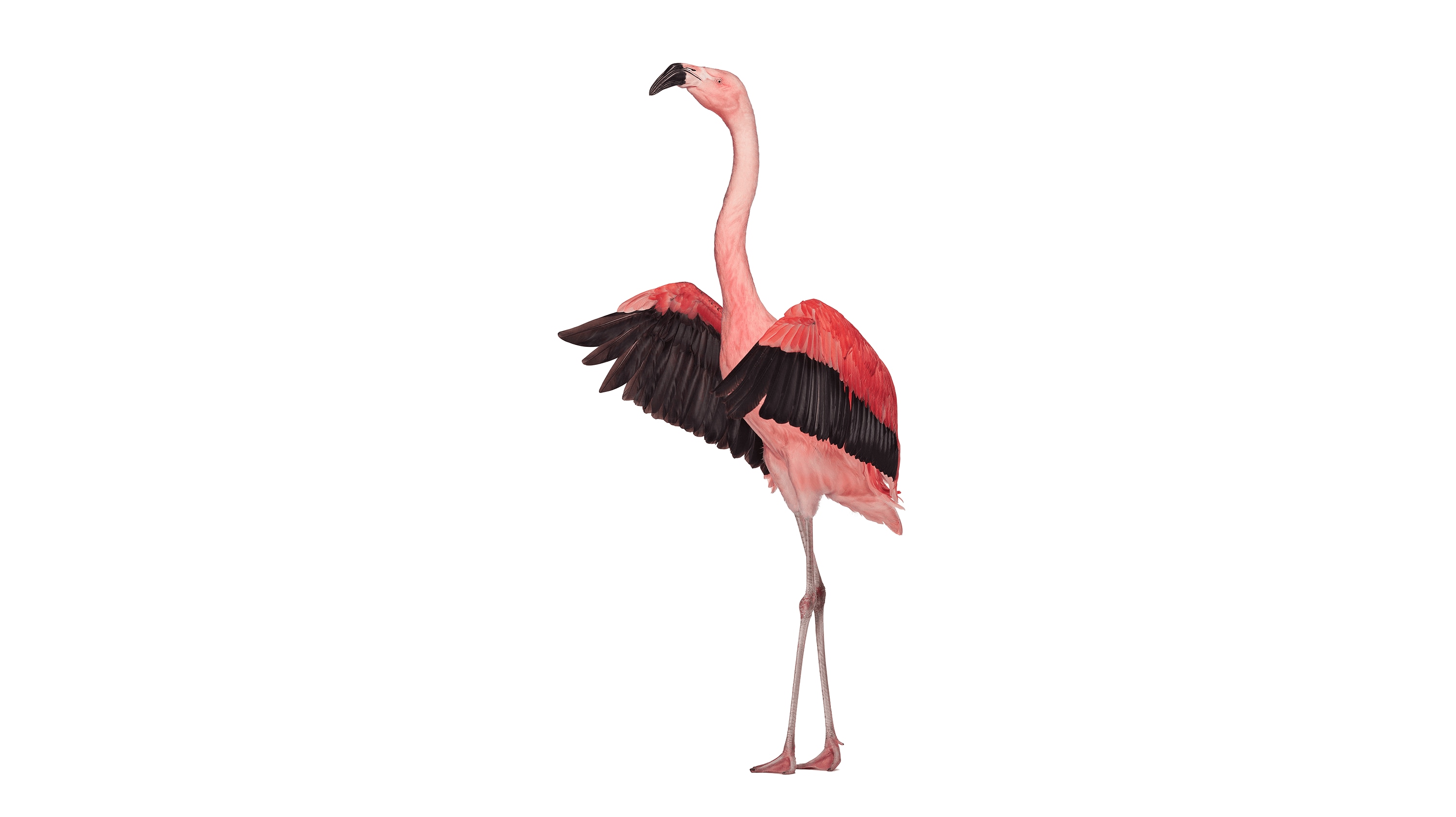 Andrew Zuckerman - Bird - 17