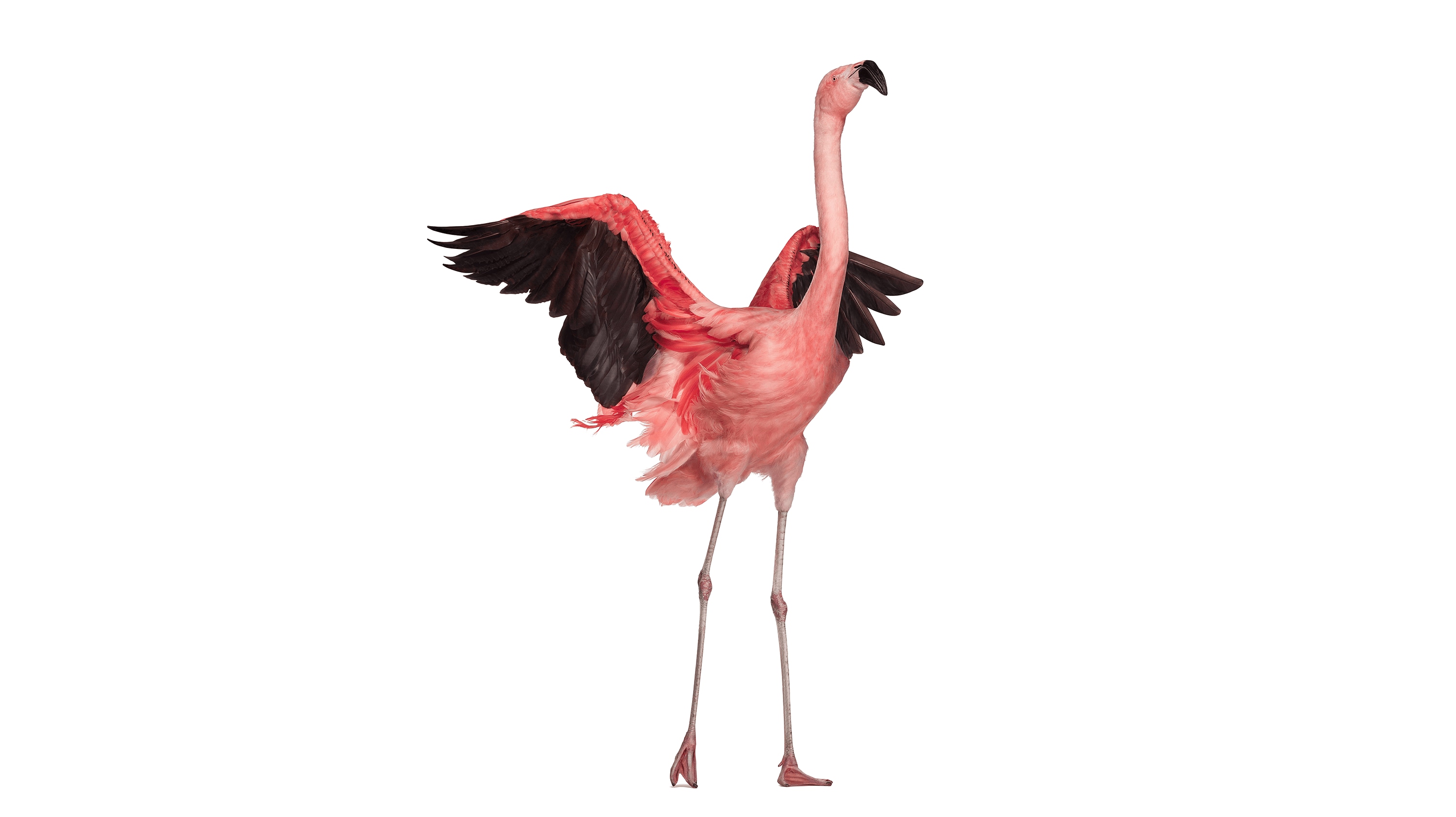 Andrew Zuckerman - Bird - 2