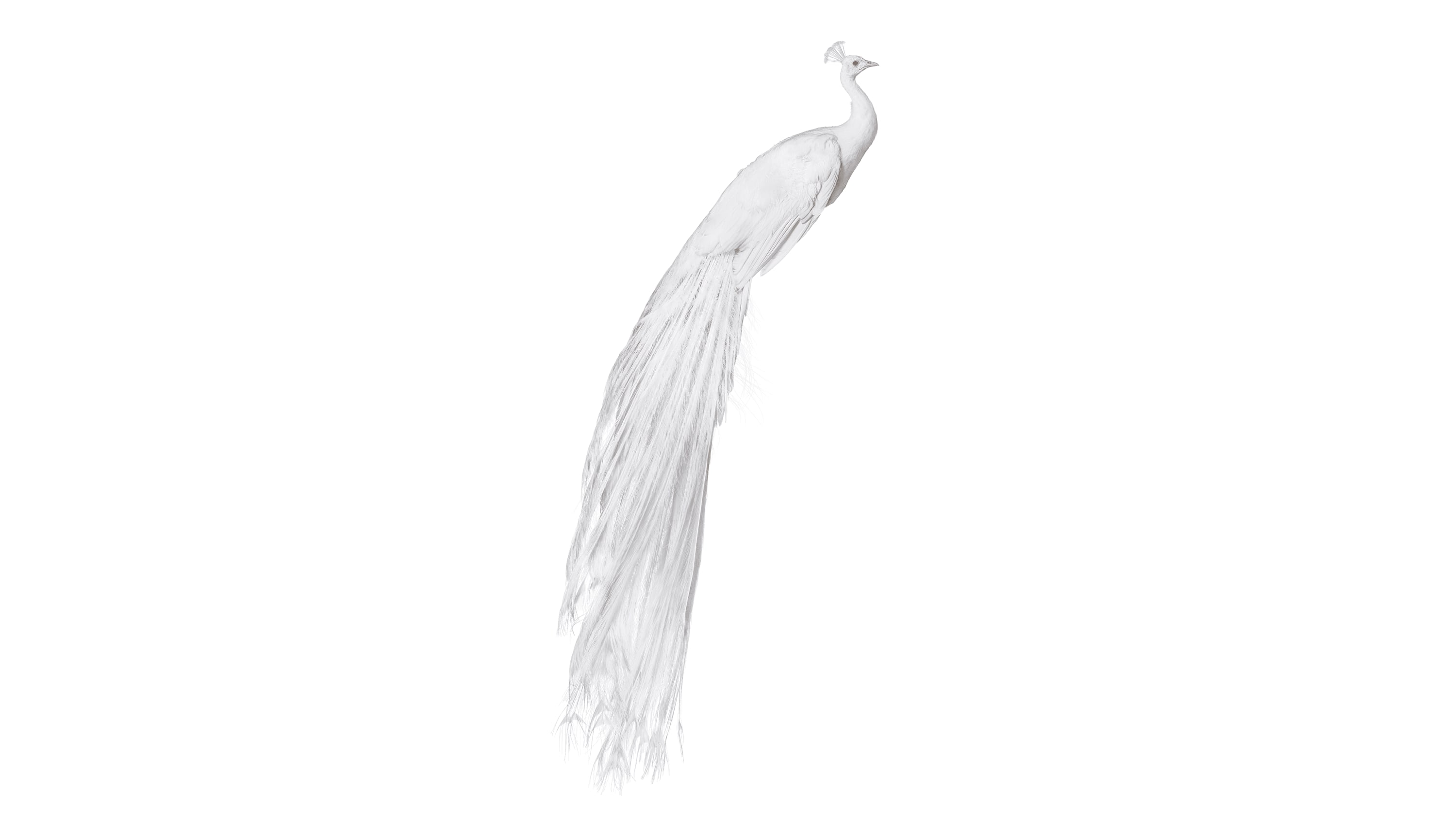 Andrew Zuckerman - Bird - 6