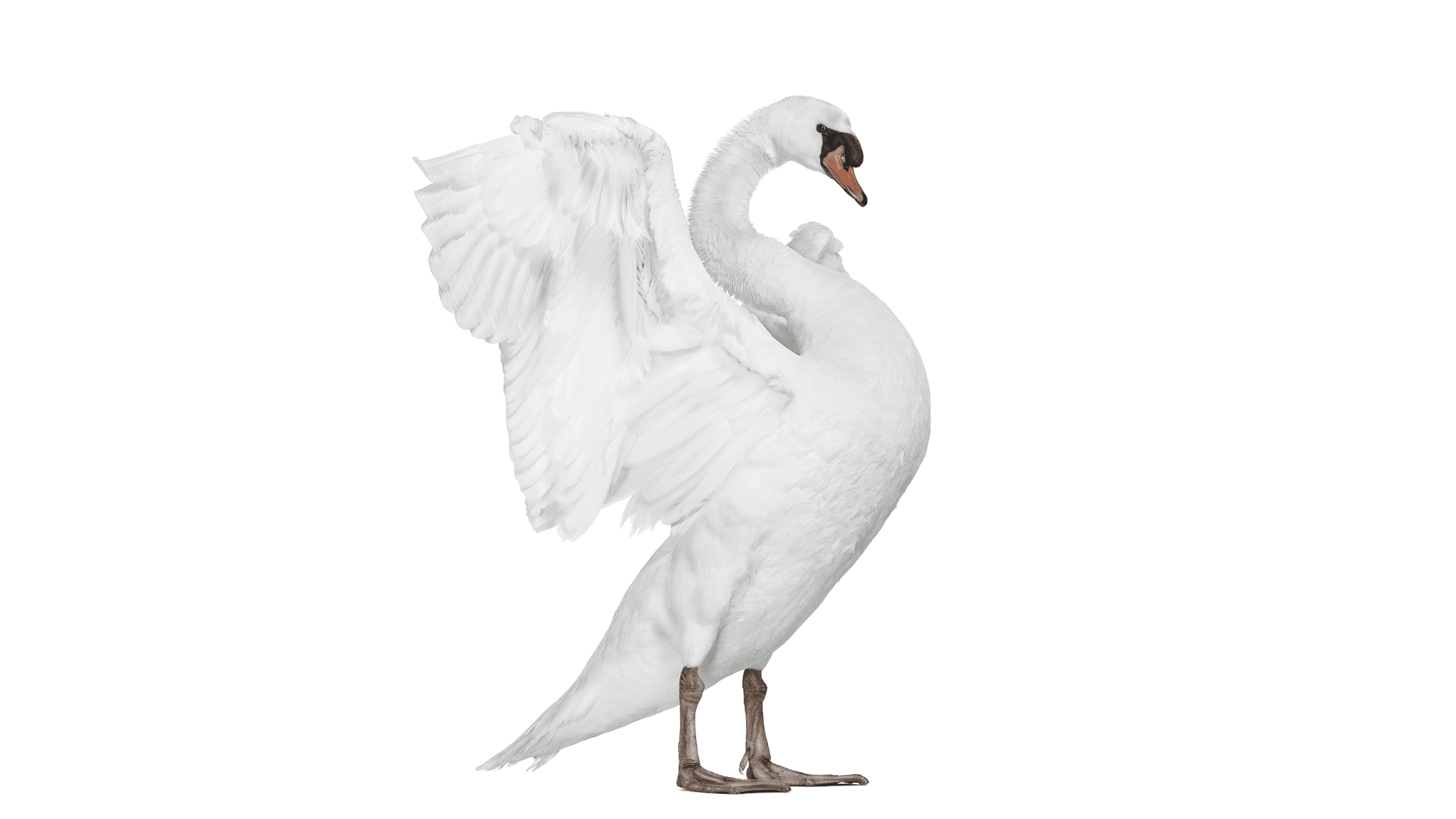 Andrew Zuckerman - Bird - 4