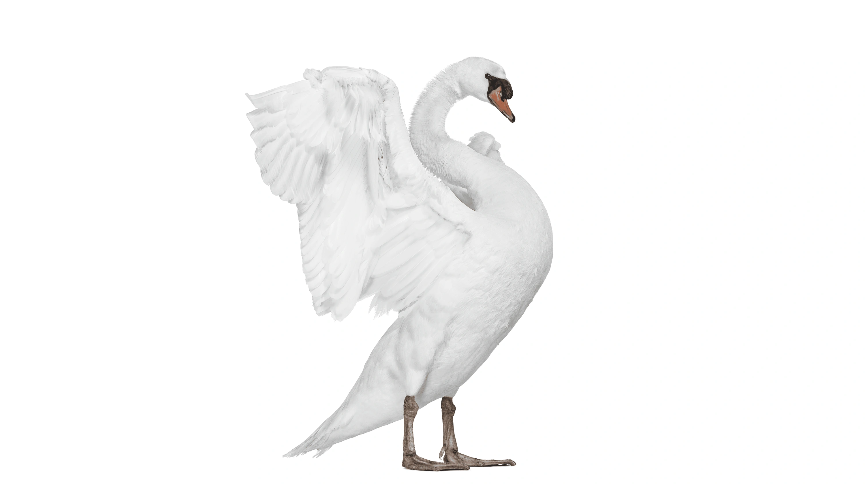 Andrew Zuckerman - Bird - 4