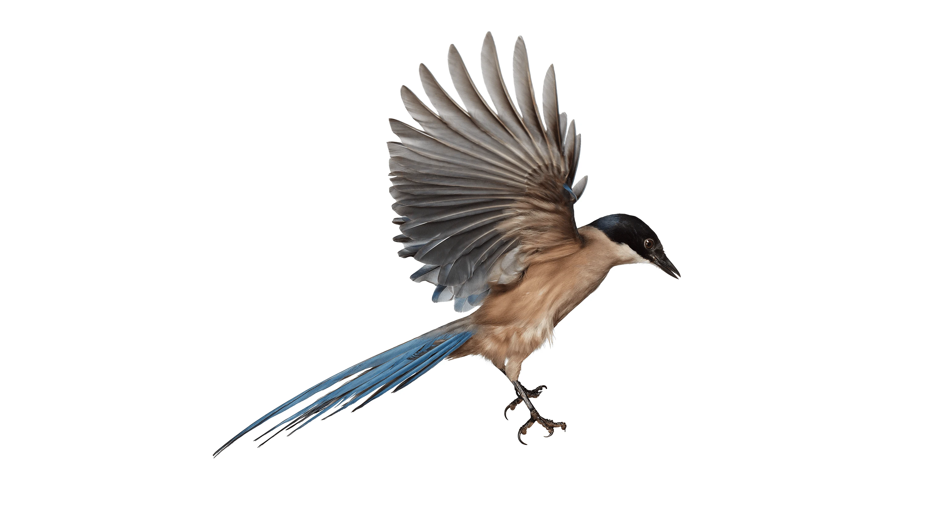 Andrew Zuckerman - Bird - 12