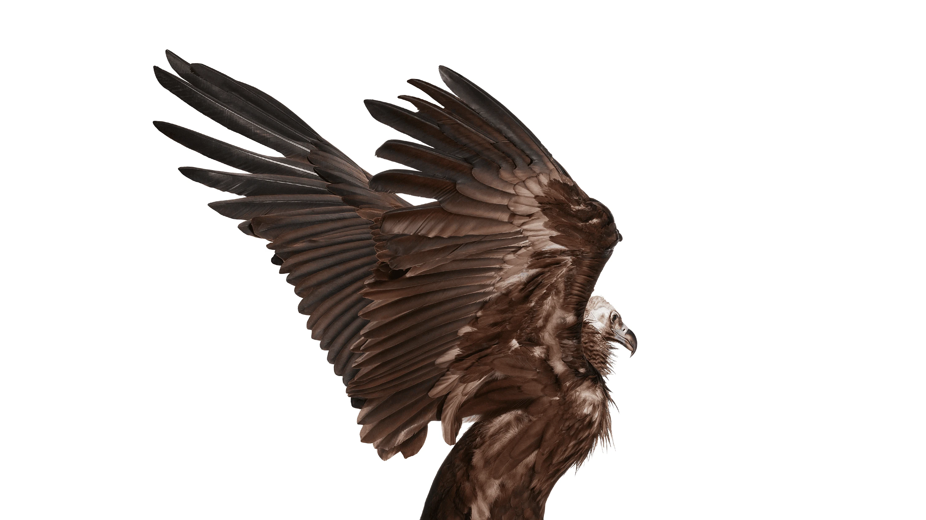 Andrew Zuckerman - Bird - 19