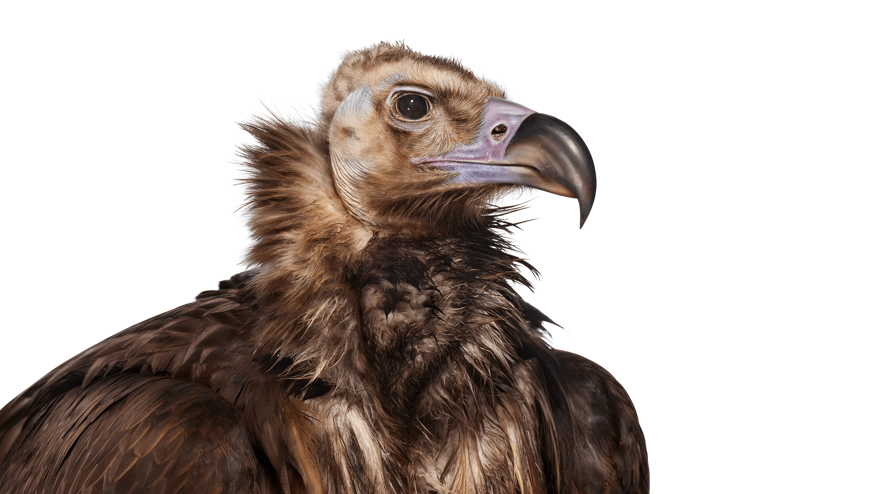 Andrew Zuckerman - Bird - 18