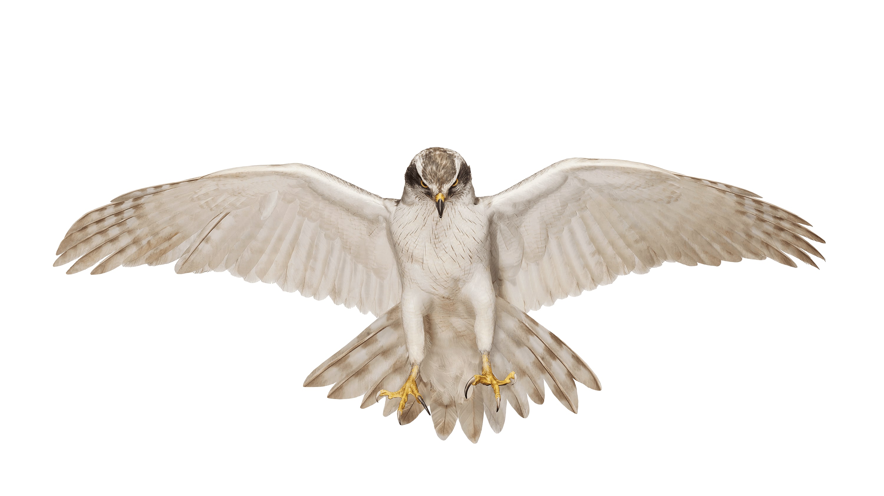 Andrew Zuckerman - Bird - 5