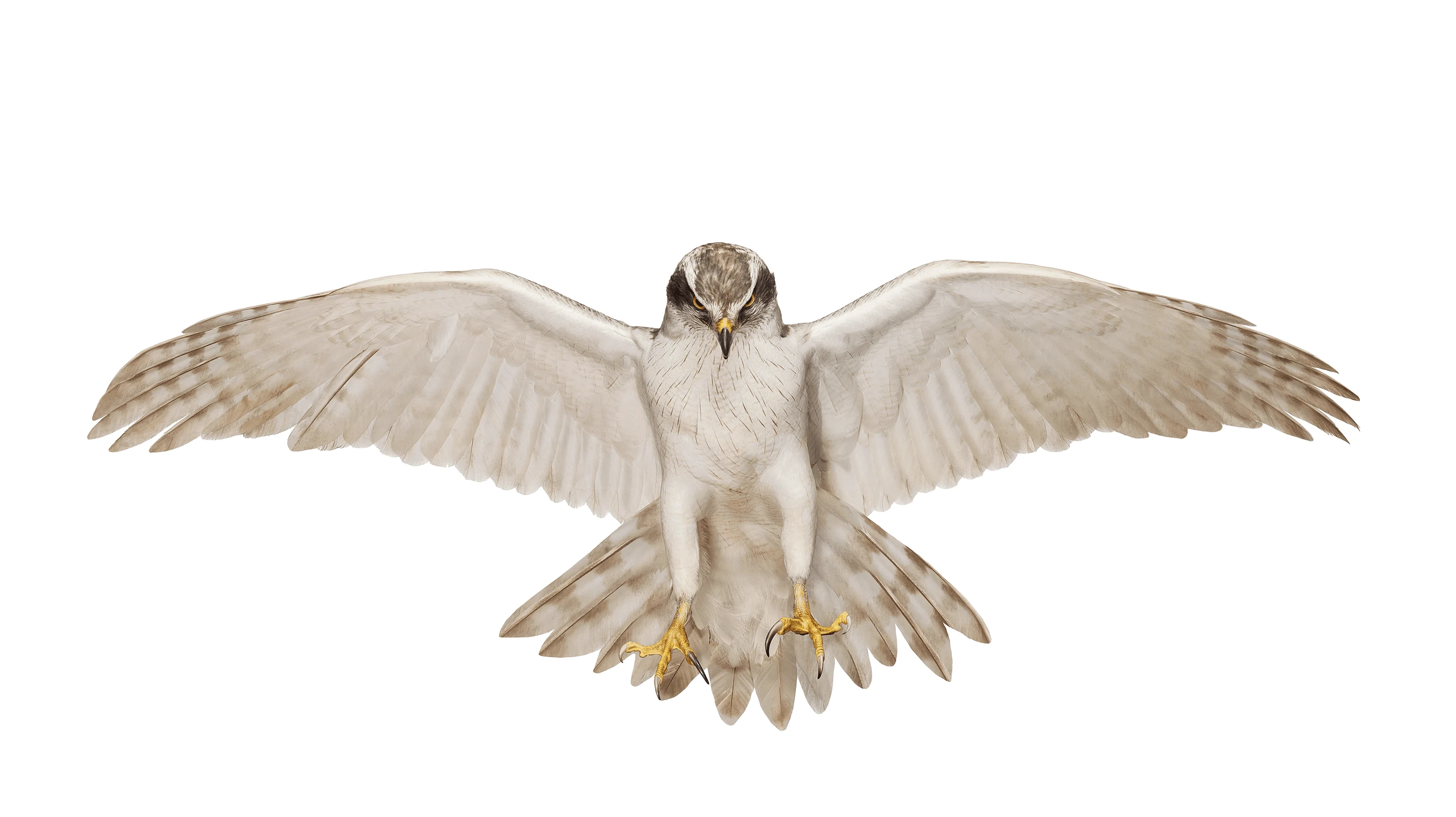 Andrew Zuckerman - Bird - 5