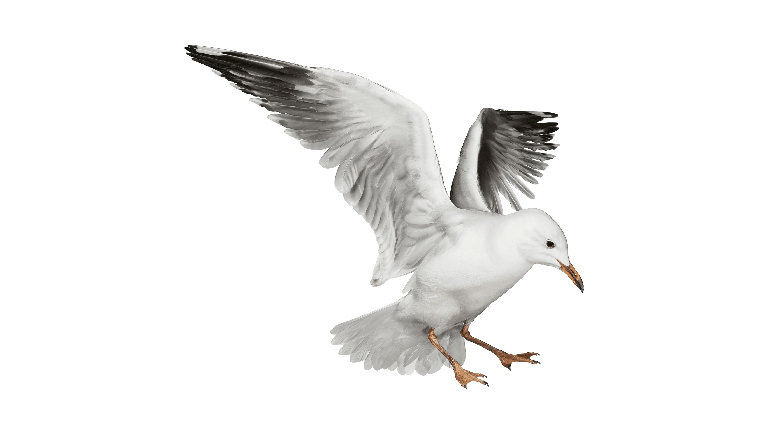Andrew Zuckerman - Bird - 14