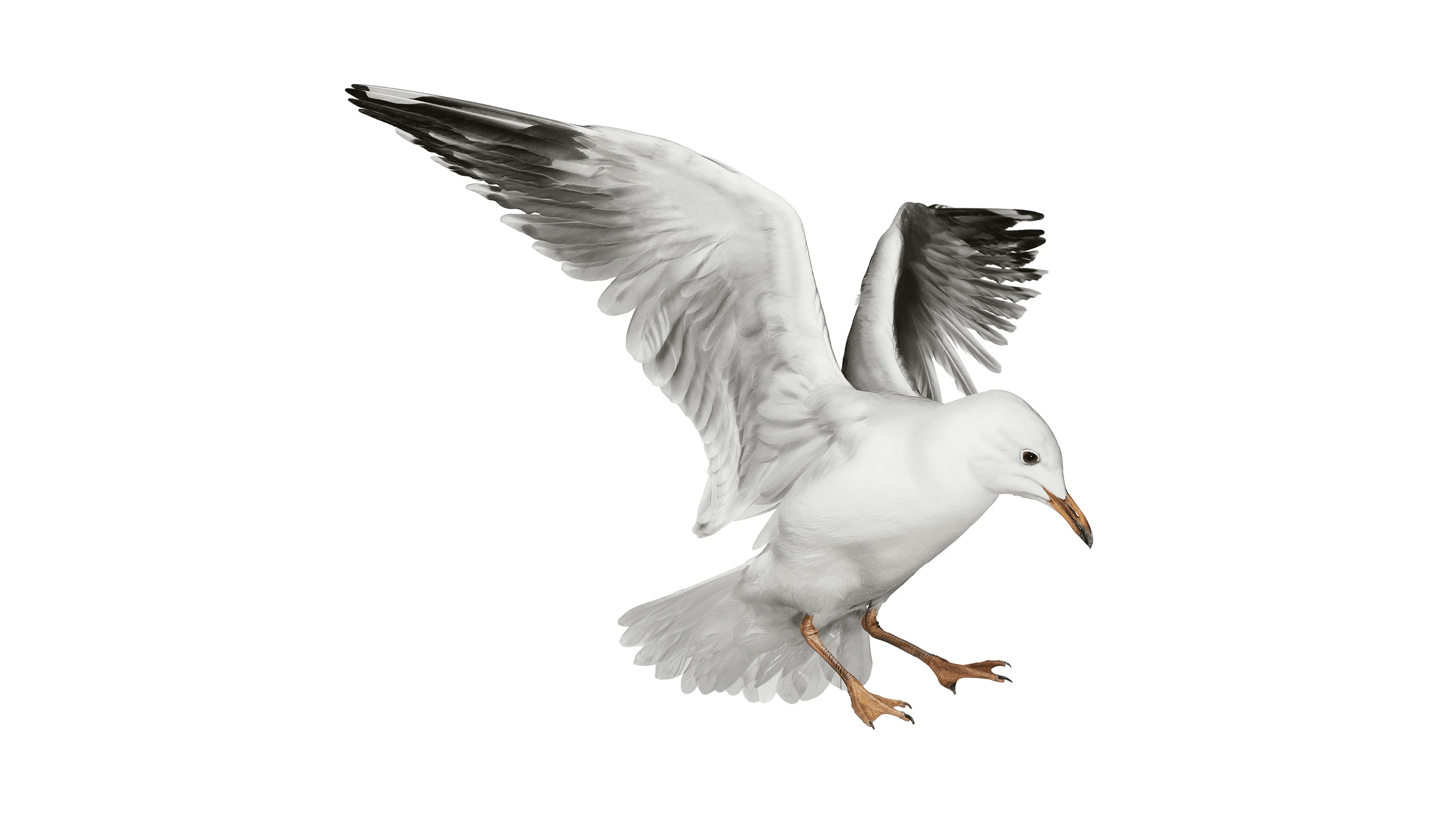 Andrew Zuckerman - Bird - 14