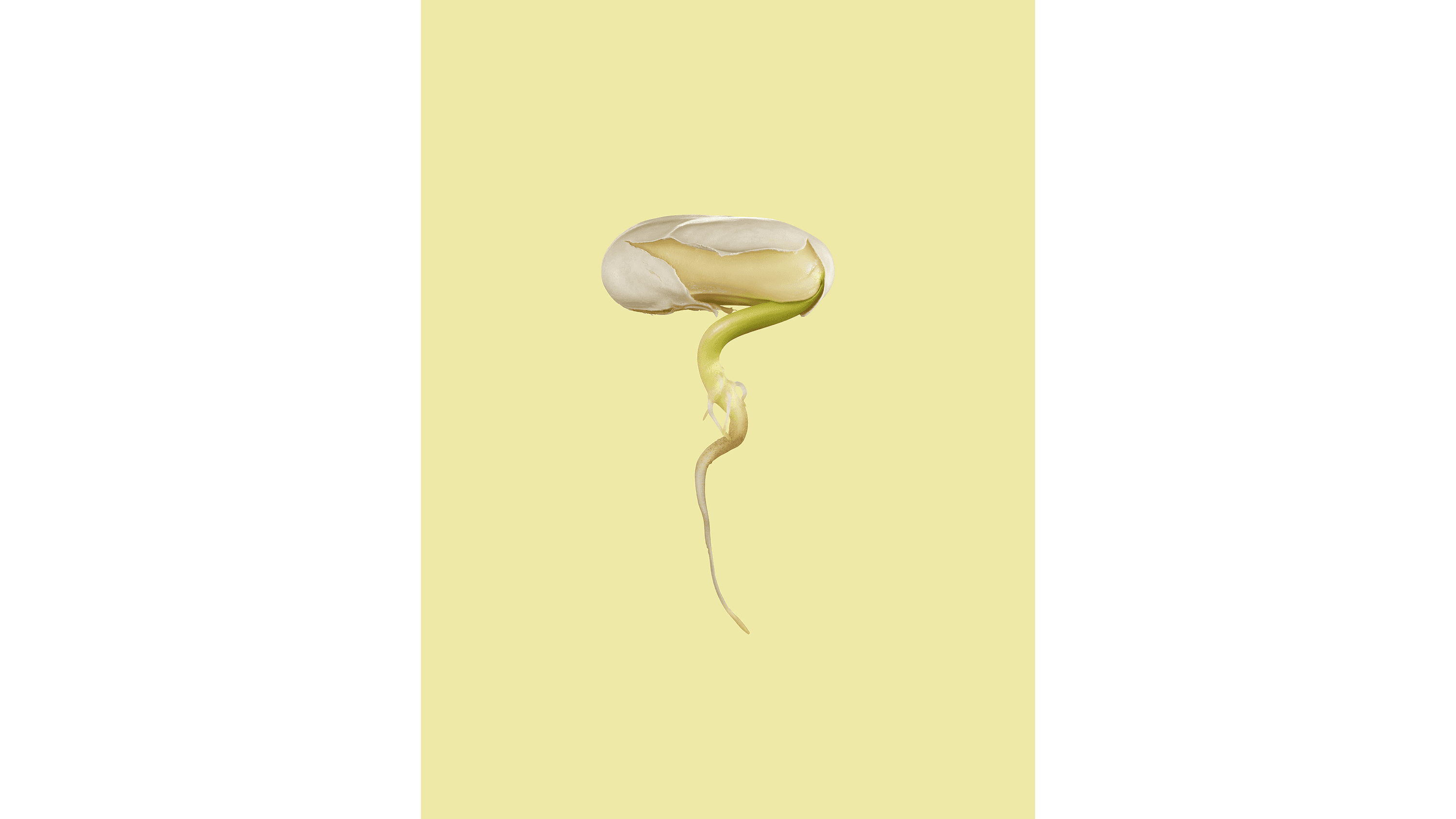 Andrew Zuckerman - Seed - 31