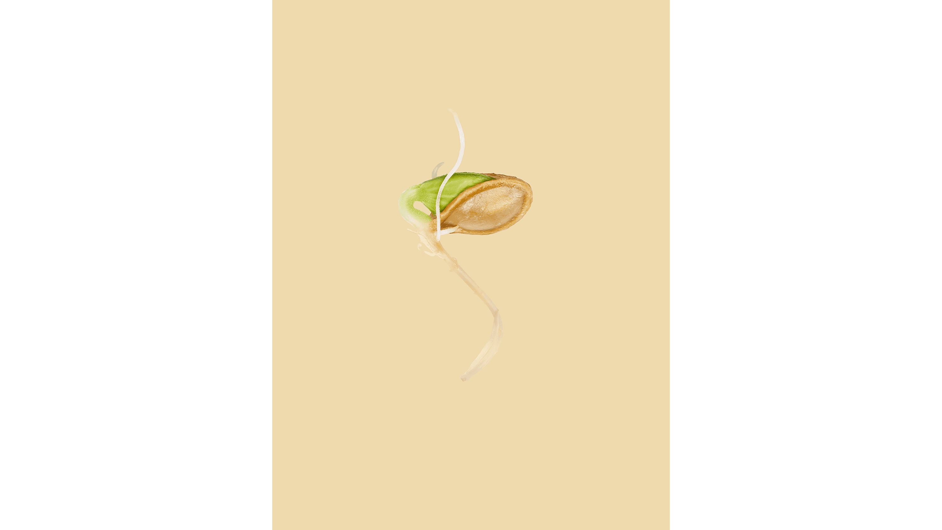 Andrew Zuckerman - Seed - 3