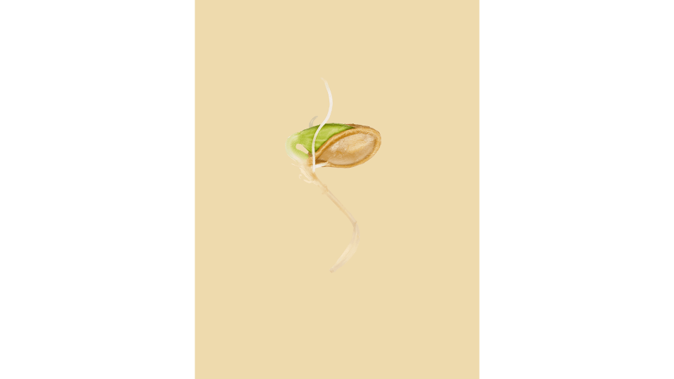 Andrew Zuckerman - Seed - 2