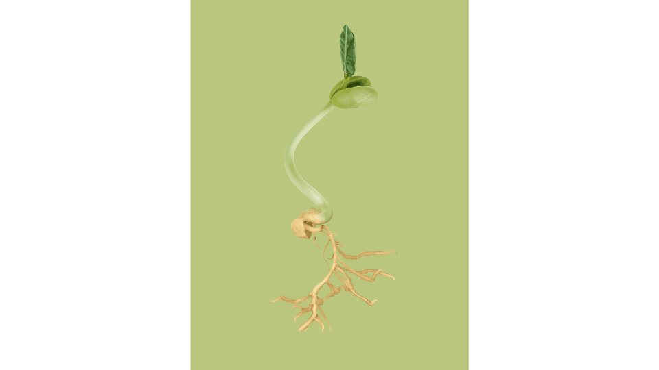 Andrew Zuckerman - Seed - 10