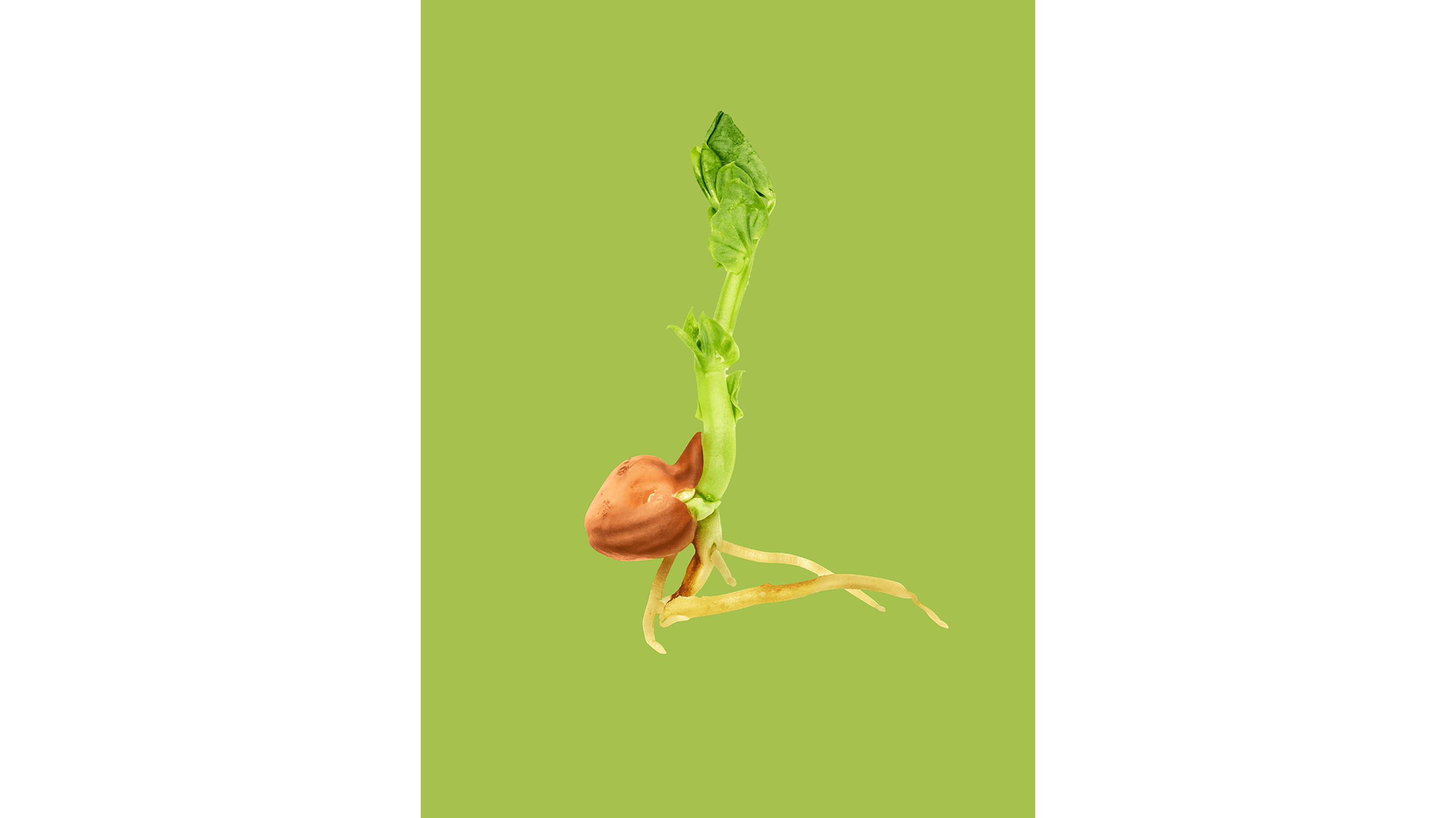 Andrew Zuckerman - Seed - 37
