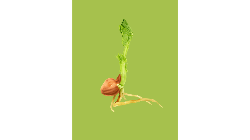 Andrew Zuckerman - Seed - 36