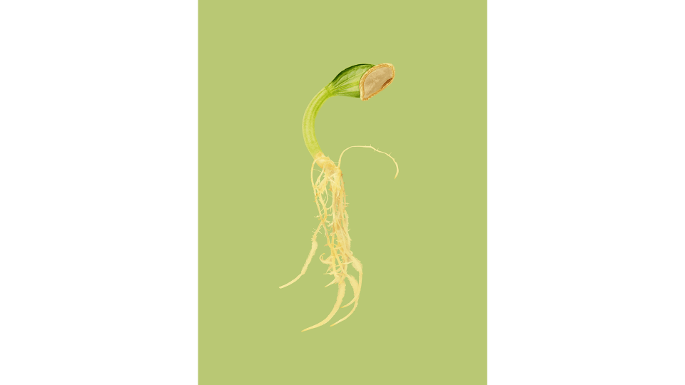 Andrew Zuckerman - Seed - 20