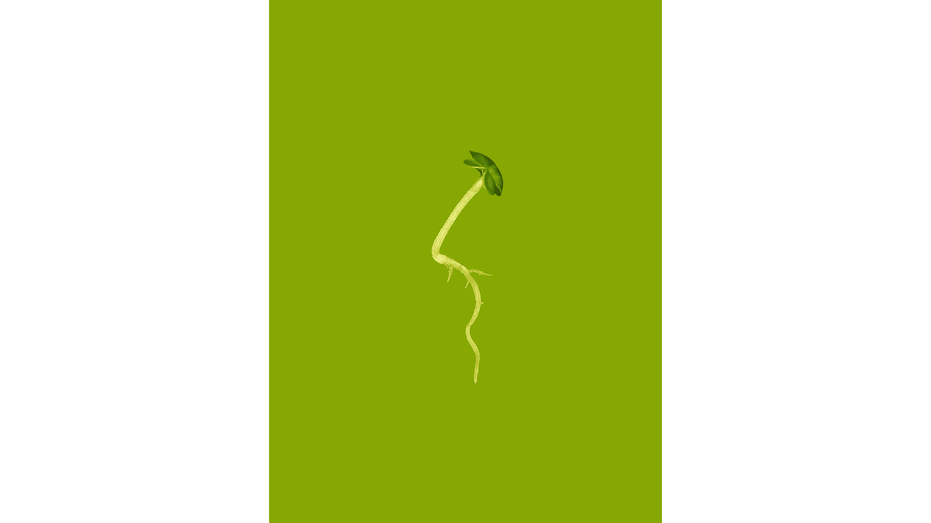Andrew Zuckerman - Seed - 13