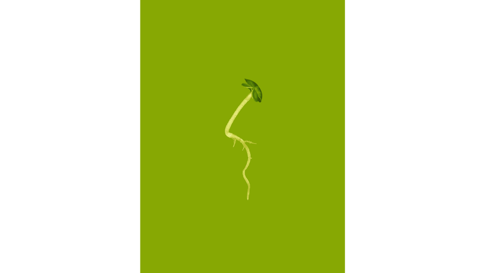 Andrew Zuckerman - Seed - 12