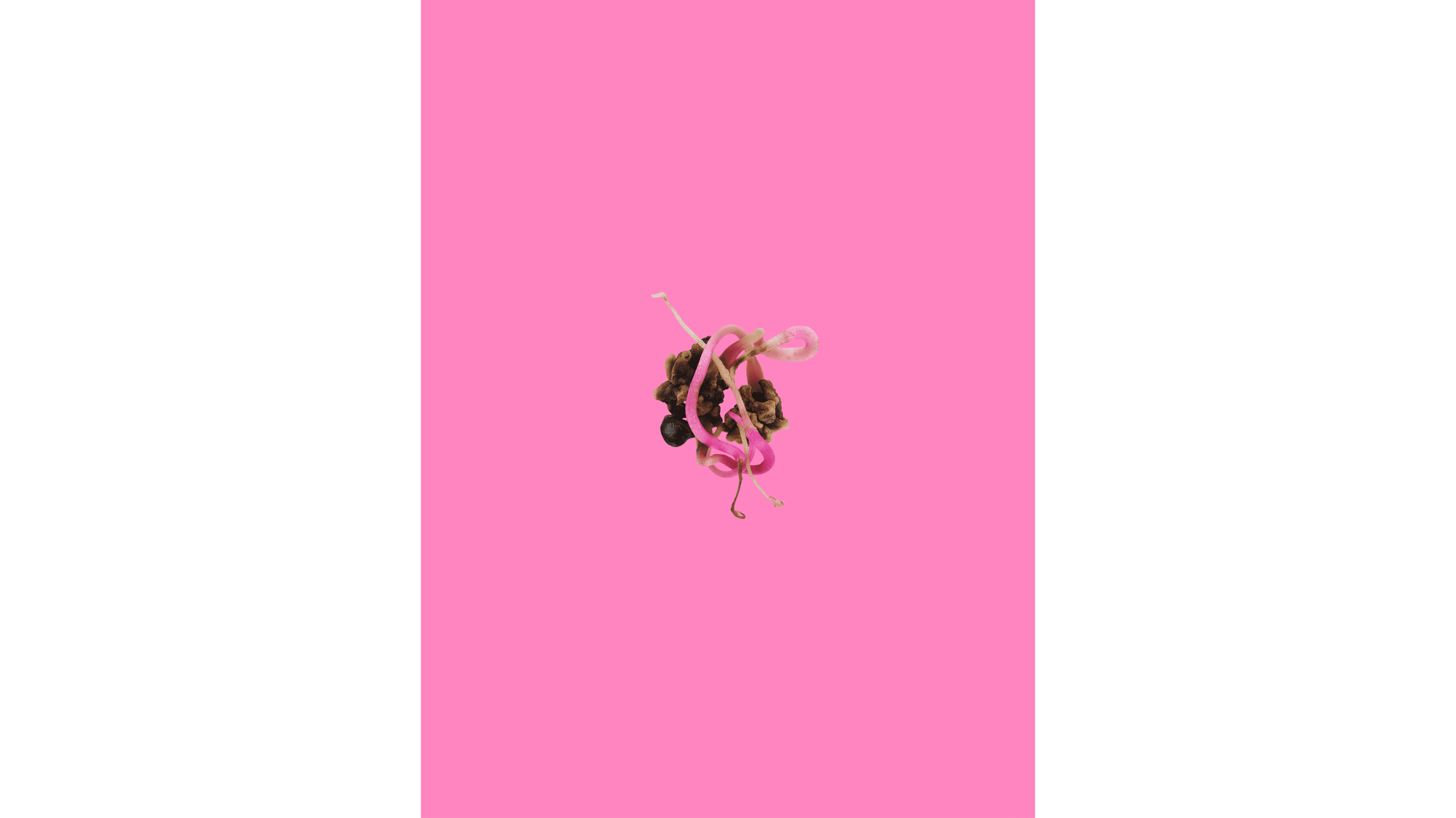 Andrew Zuckerman - Seed - 35