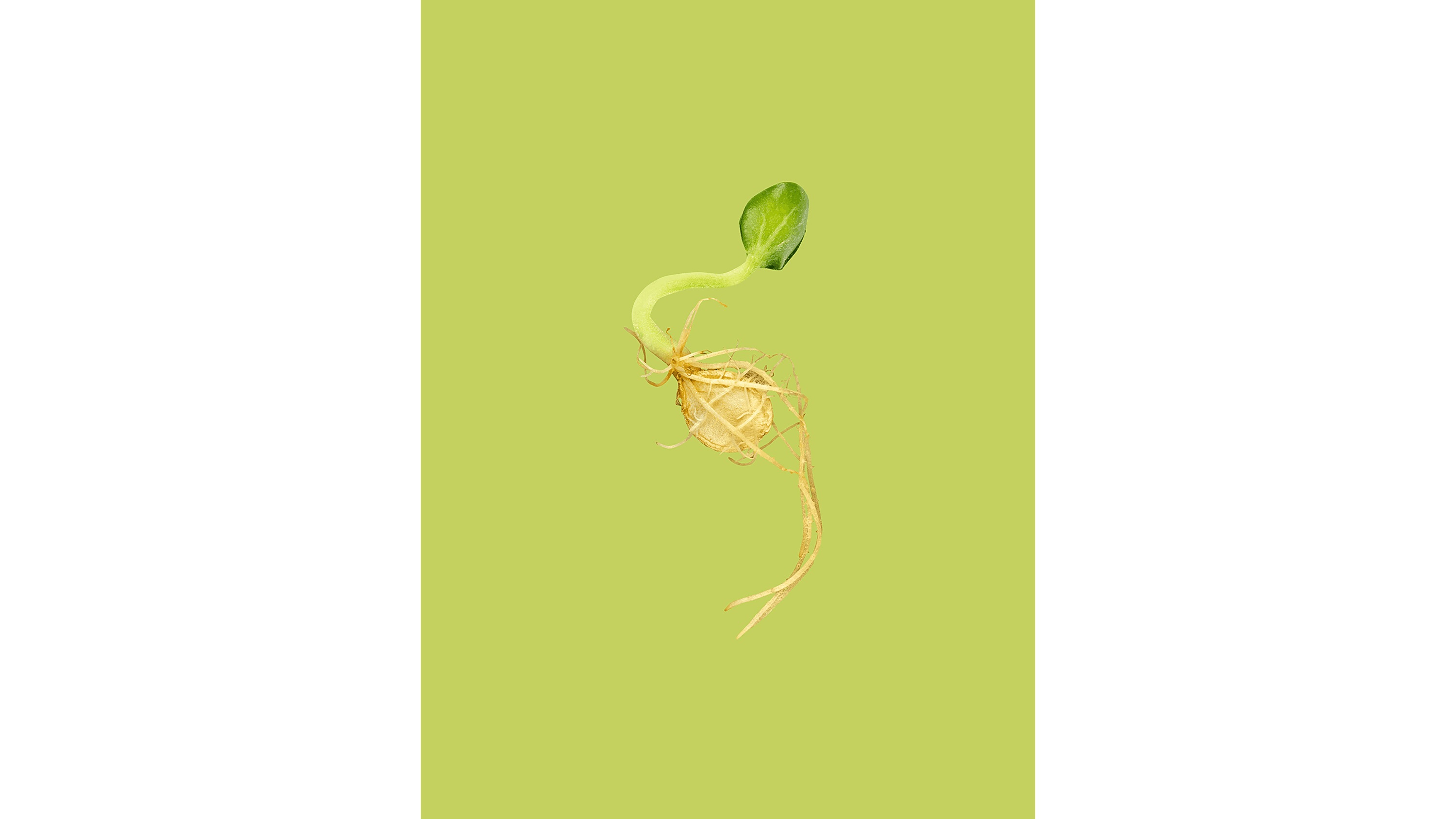 Andrew Zuckerman - Seed - 19