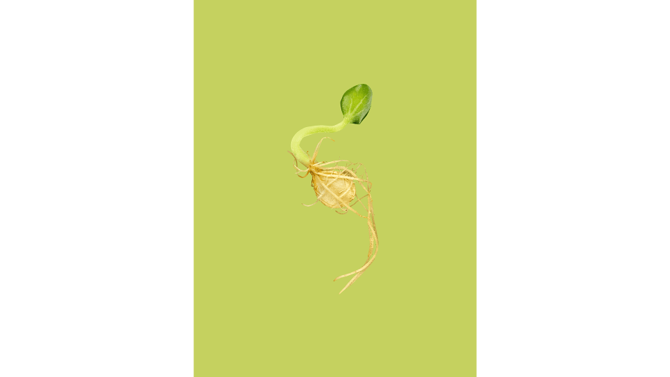 Andrew Zuckerman - Seed - 18