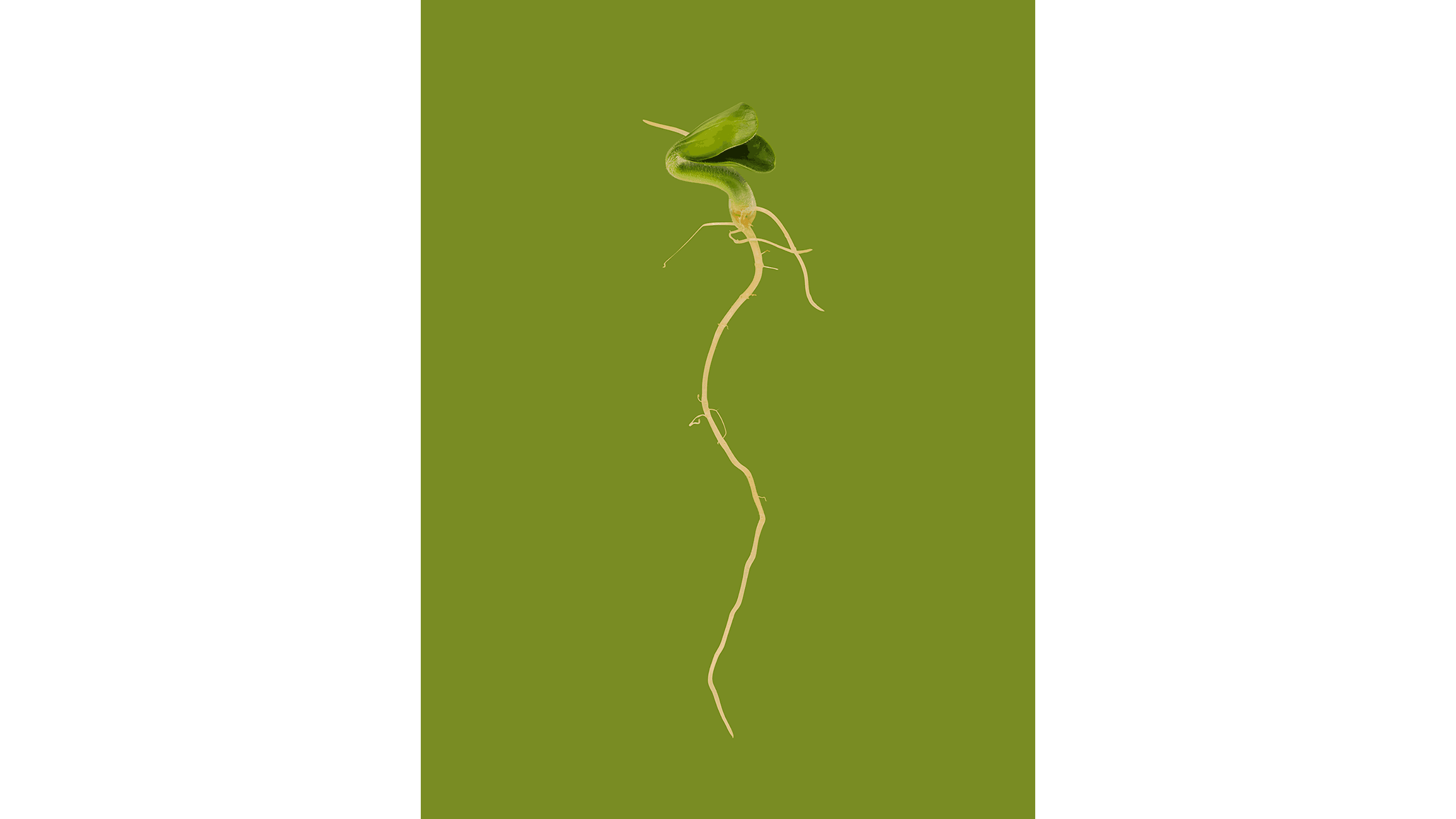 Andrew Zuckerman - Seed - 45