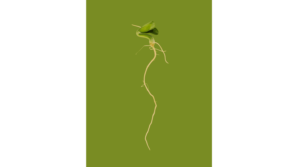 Andrew Zuckerman - Seed - 44