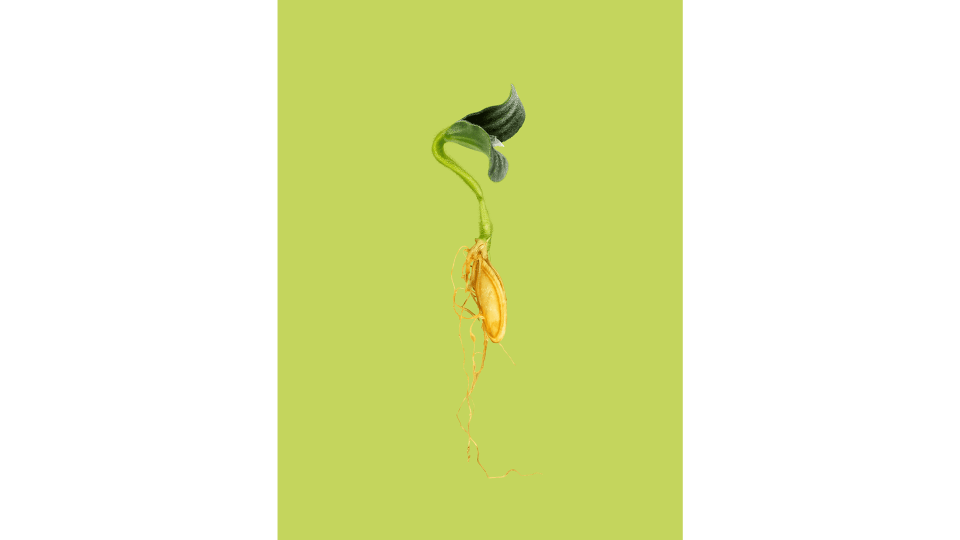 Andrew Zuckerman - Seed - 24