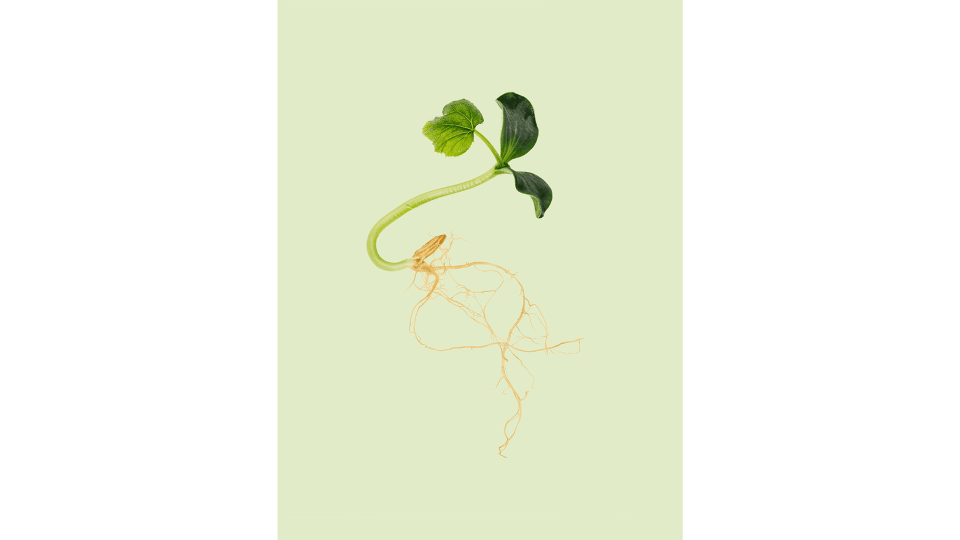 Andrew Zuckerman - Seed - 6