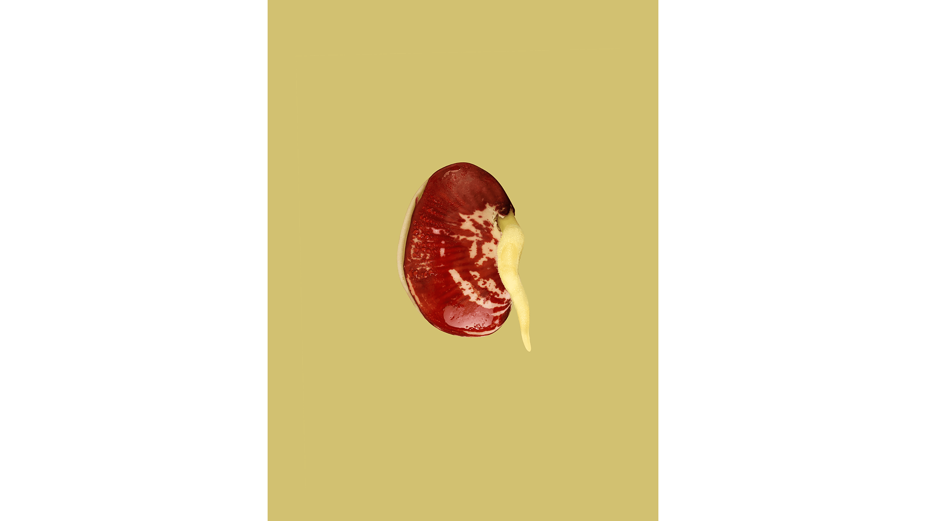 Andrew Zuckerman - Seed - 41