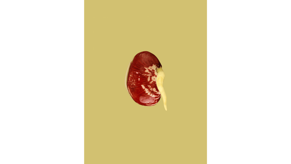 Andrew Zuckerman - Seed - 40