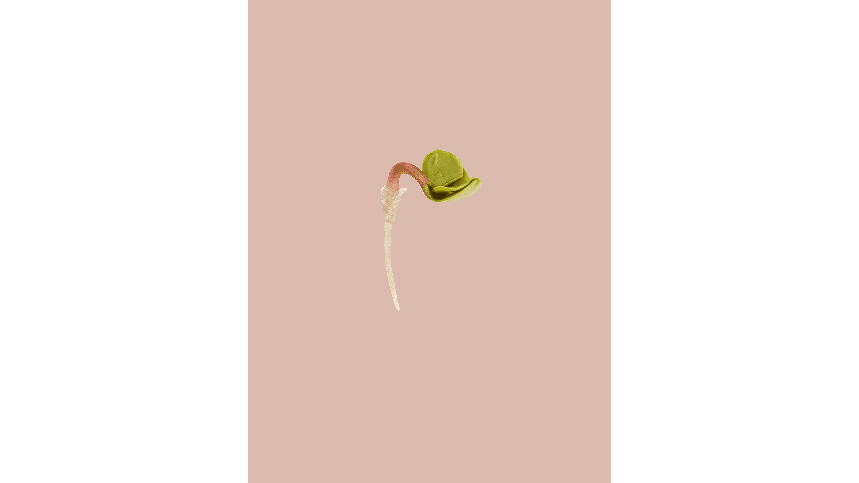 Andrew Zuckerman - Seed - 1