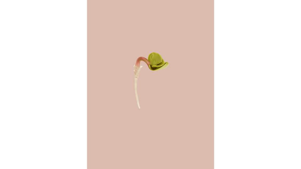 Andrew Zuckerman - Seed - 0
