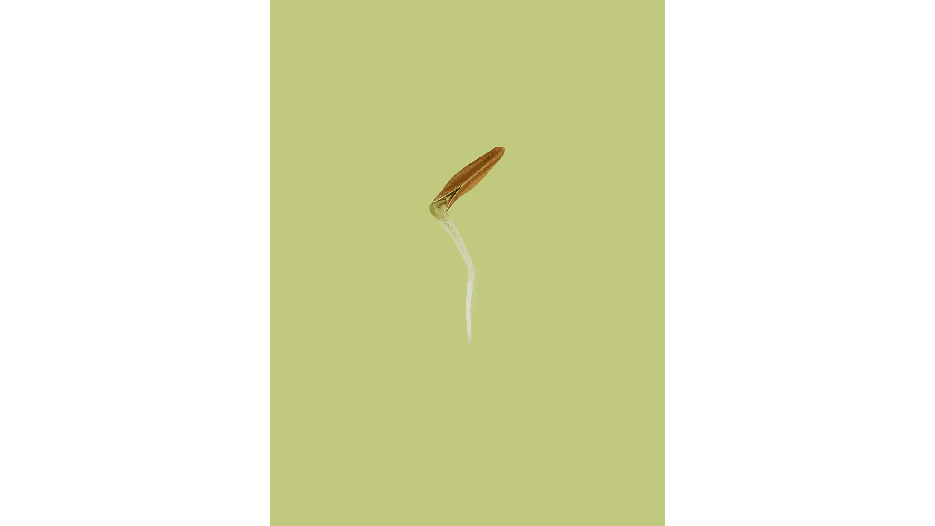 Andrew Zuckerman - Seed - 5