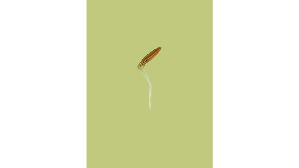 Andrew Zuckerman - Seed - 4