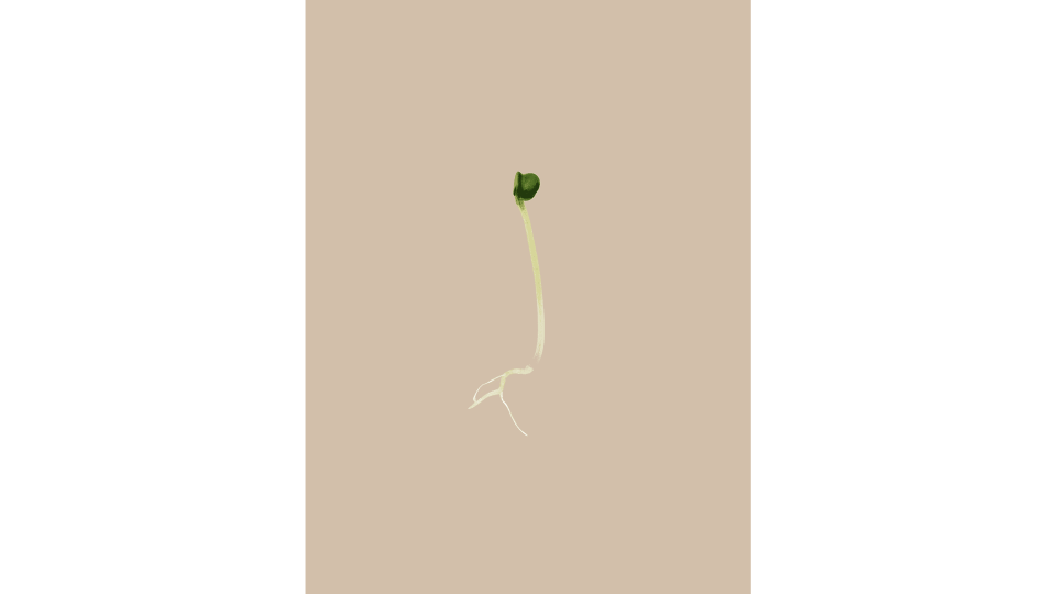 Andrew Zuckerman - Seed - 26