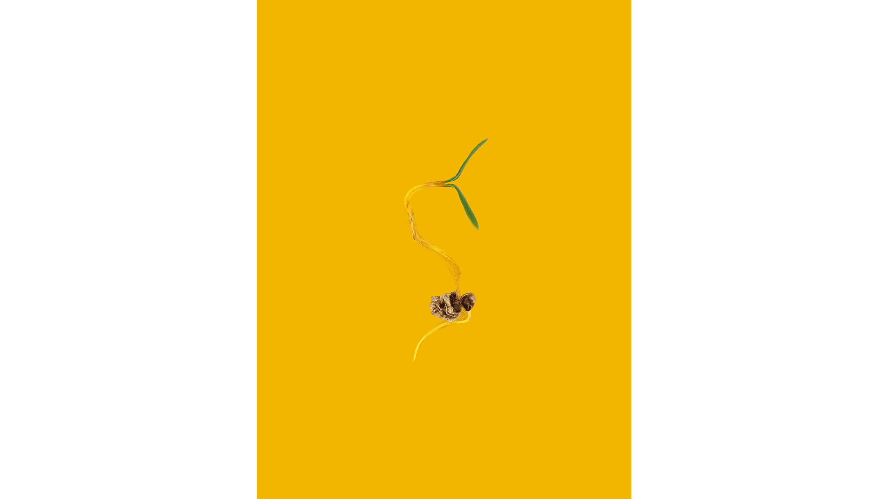 Andrew Zuckerman - Seed - 17