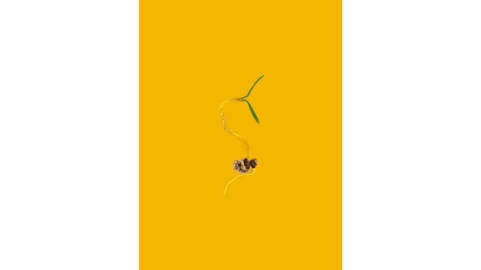 Andrew Zuckerman - Seed - 16