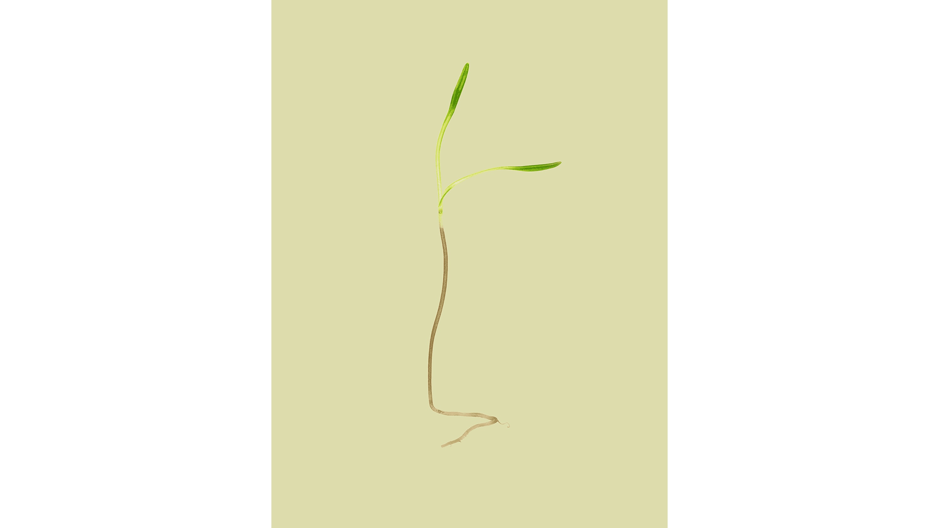 Andrew Zuckerman - Seed - 23