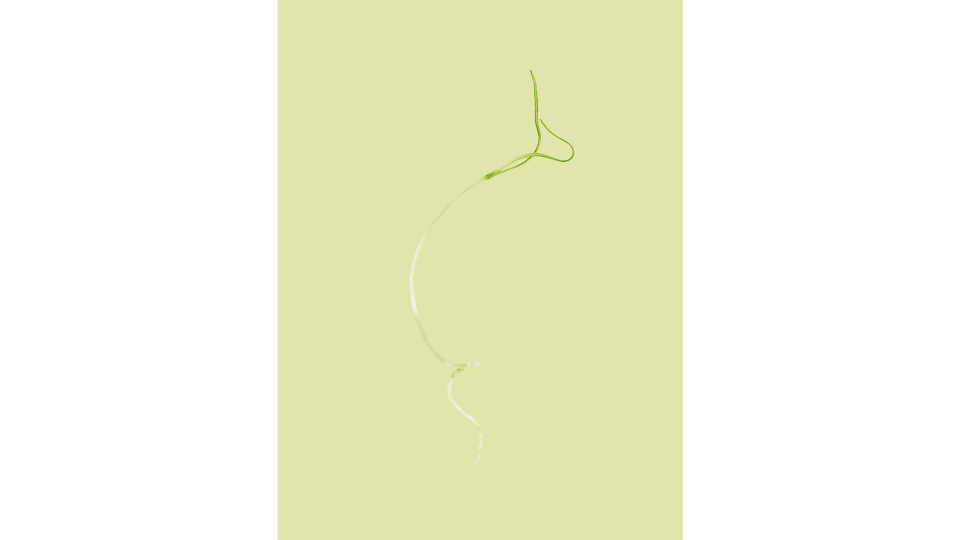 Andrew Zuckerman - Seed - 38