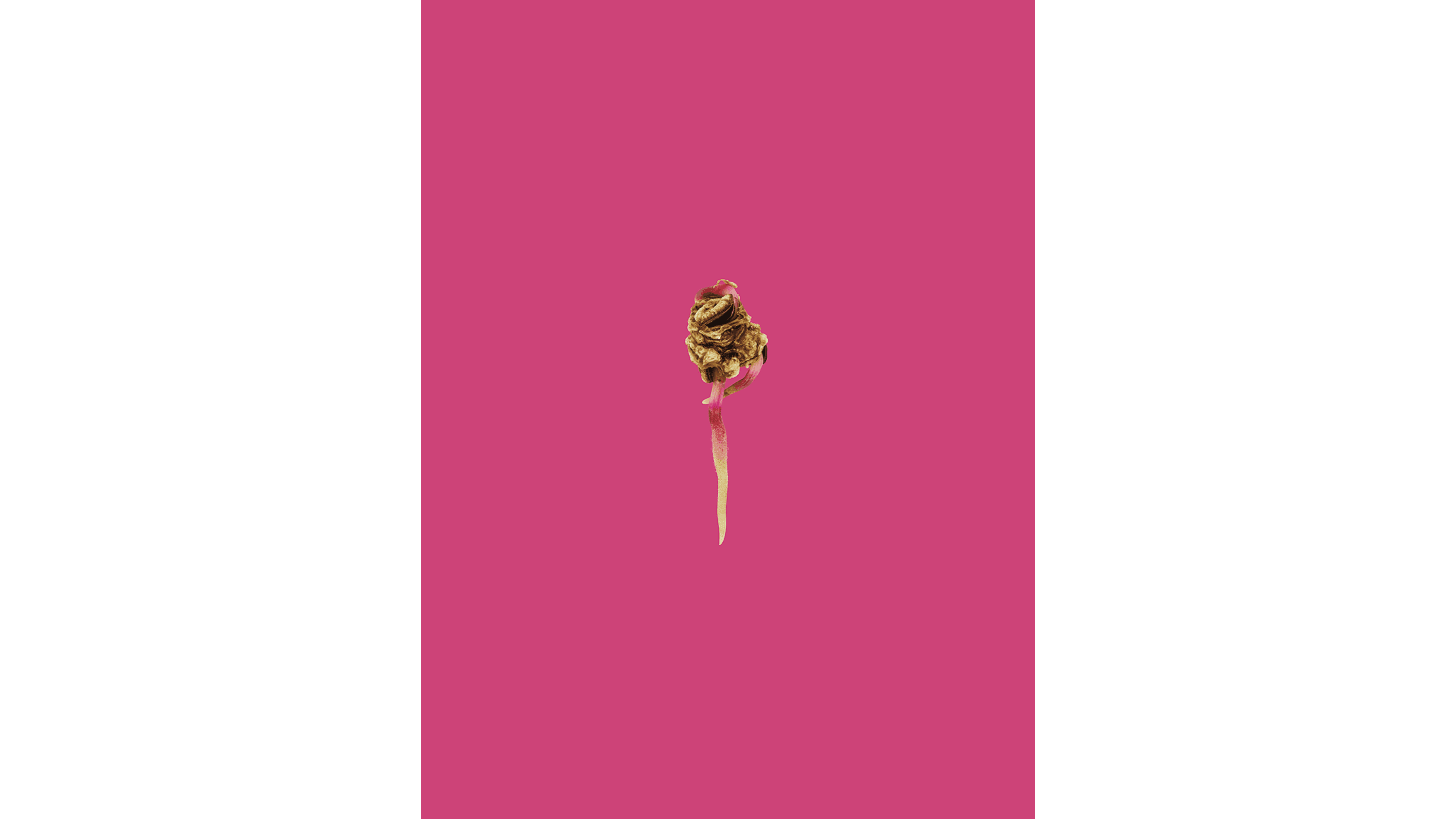 Andrew Zuckerman - Seed - 29