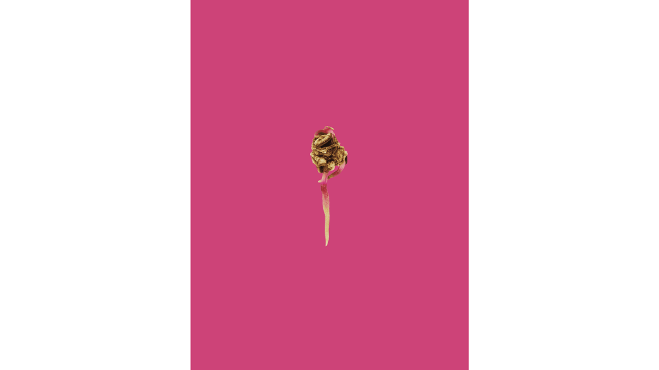 Andrew Zuckerman - Seed - 28