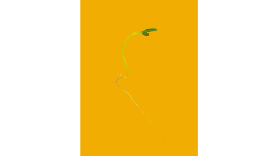 Andrew Zuckerman - Seed - 8