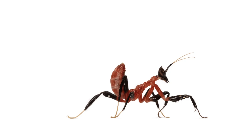 Andrew Zuckerman - Insect - 18