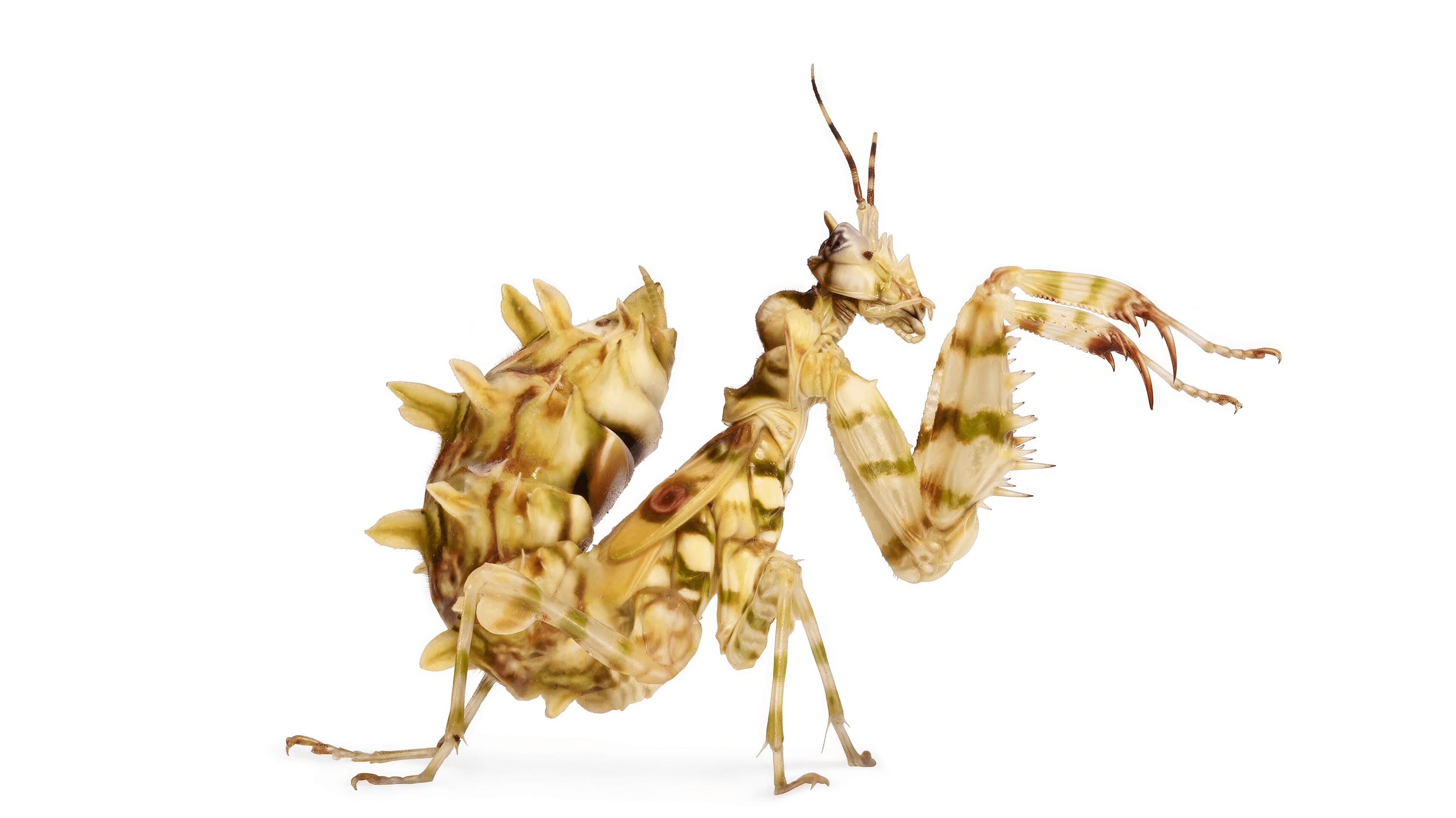 Andrew Zuckerman - Insect - 21